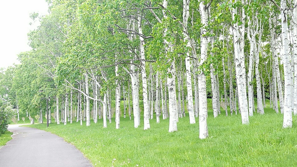 北海道の白樺並木
